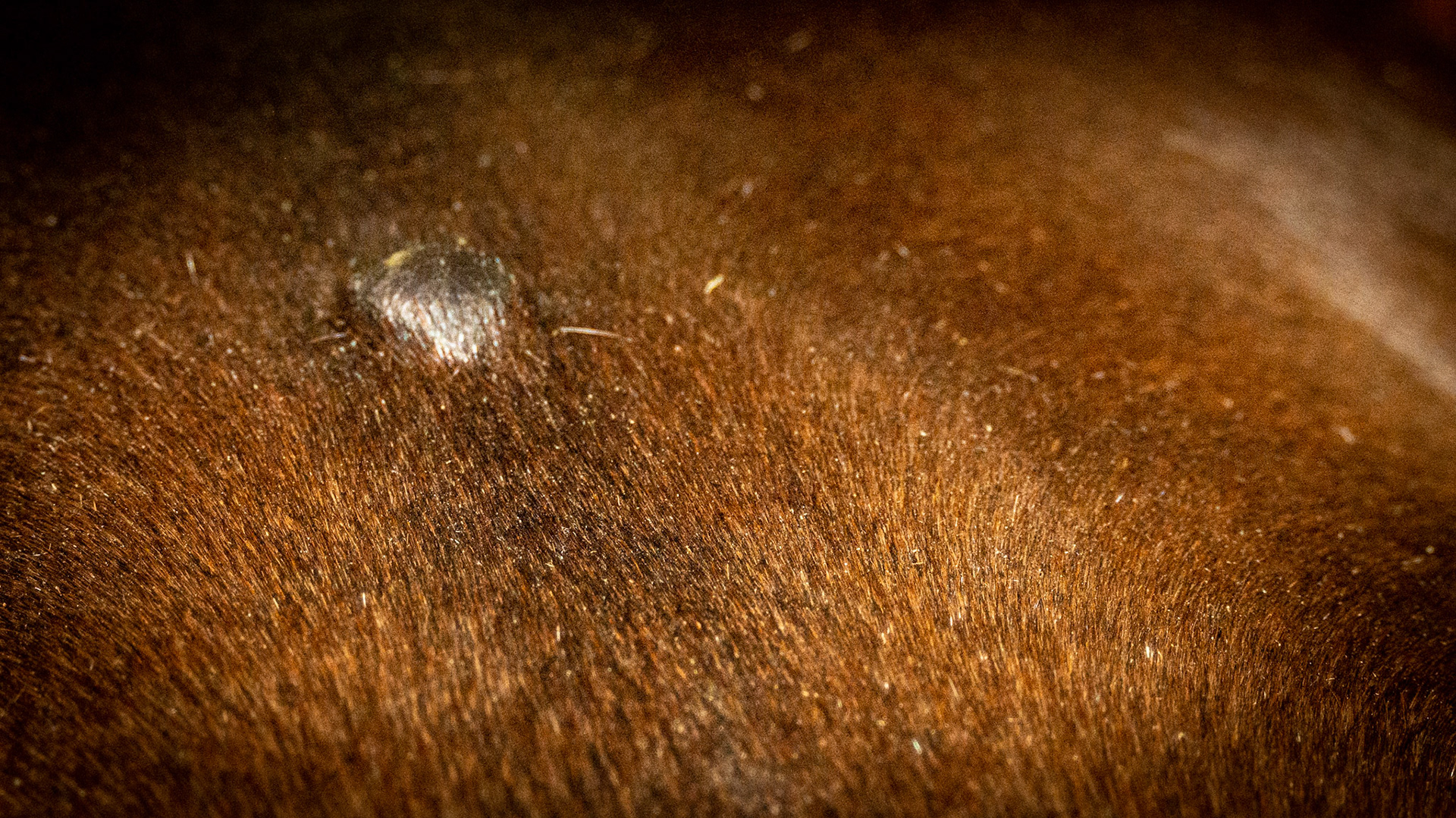 Soft non-painful lump on the midline on this horse's back.