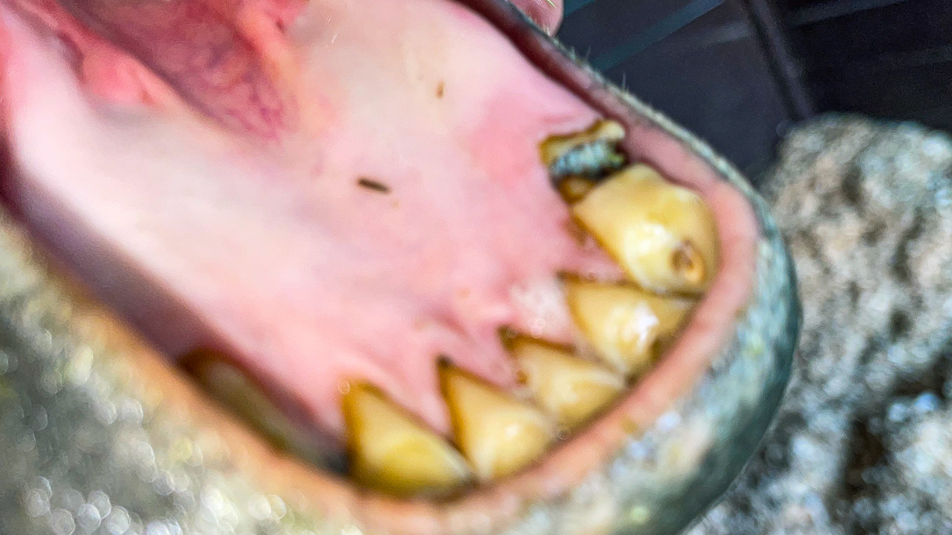 Incisor 303 fractured. Presumptive EOTRH as the tooth shows decay, and the gums have receded on both lower corner incisors.