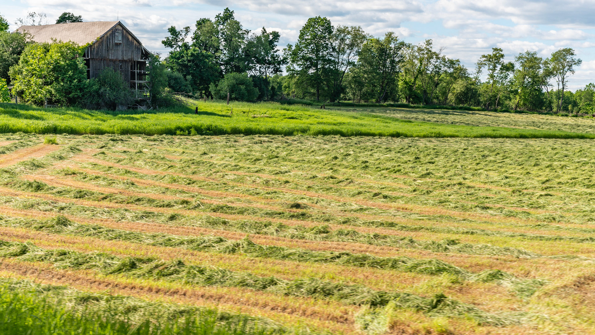 Early June in NY - It's time to cut hay.