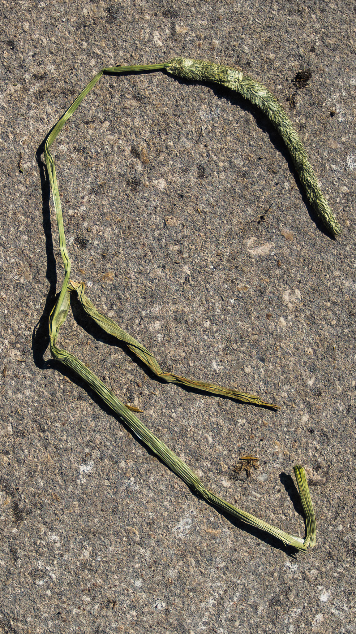 Timothy hay cut at a perfect time with a broad leaf and a seed head forming. Here the boot, the distance from the leaf to the seed head, is less than 6 inches which tells us that the cellulose is low and the starch is high.