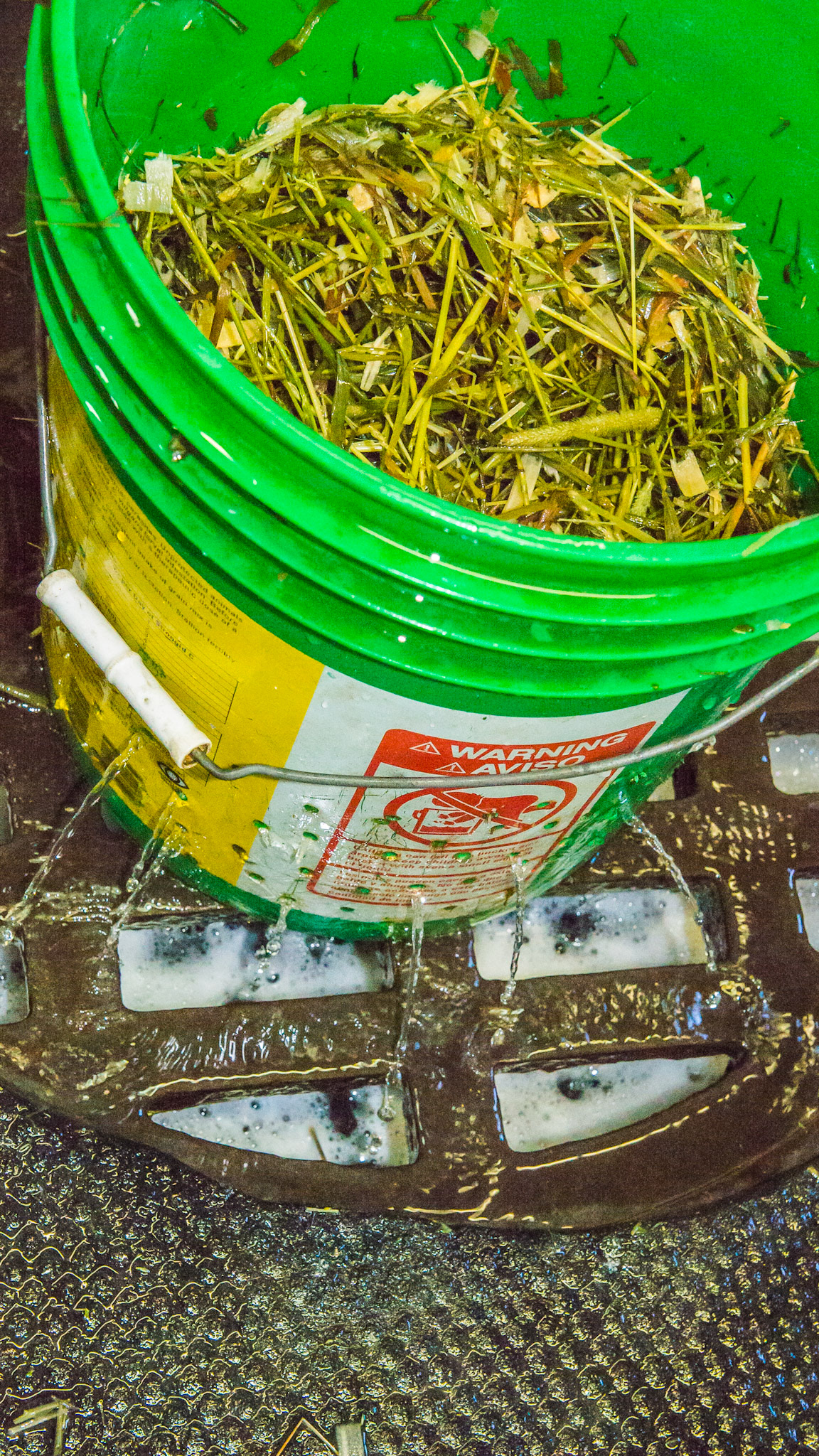 Washing dirty or contaminated hay using a bucket with holes to drain the water. Also used to soak and drain hay.