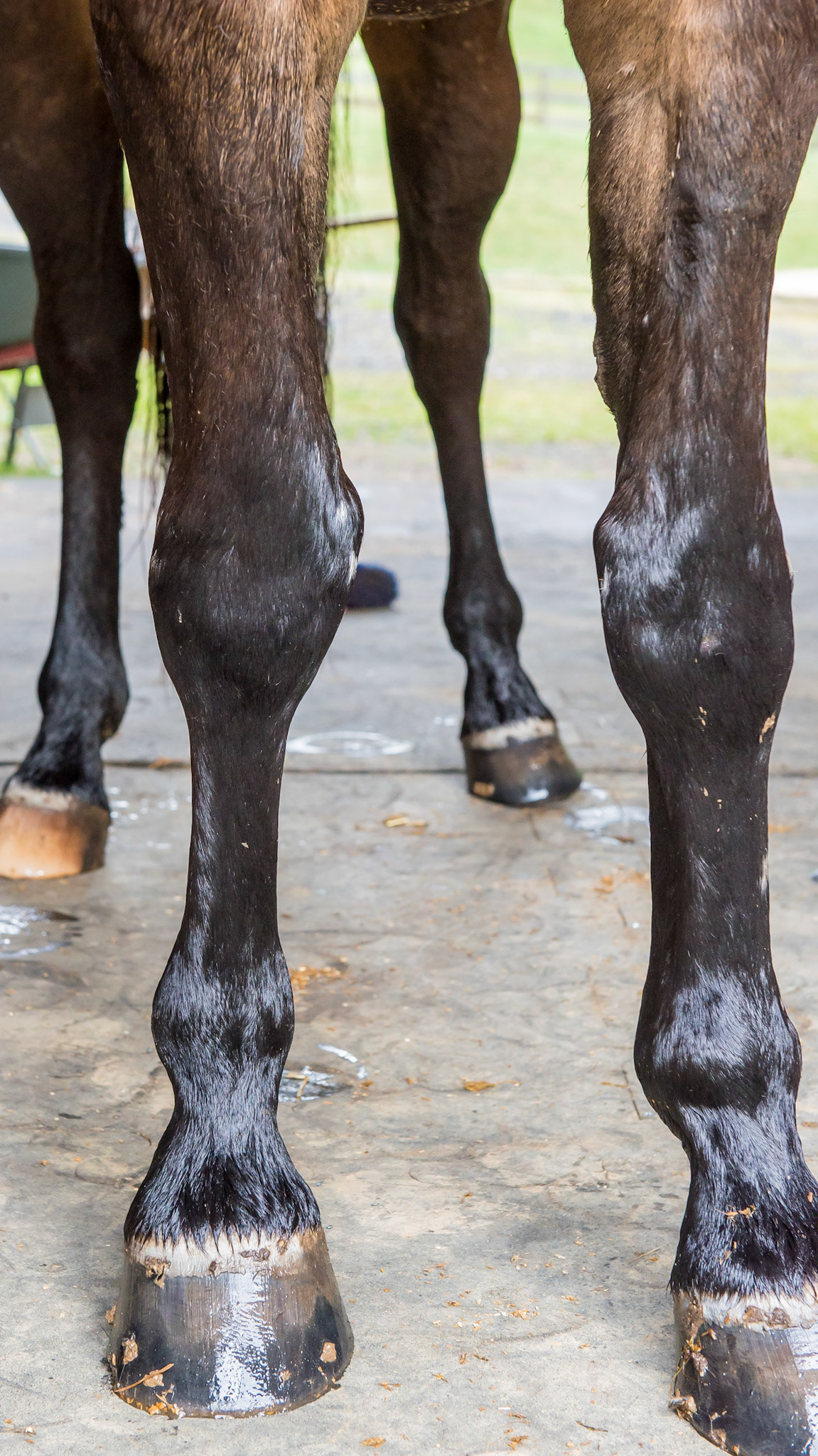 6 yr old Hanovarian that received staple surgery as a foal to correct a valgus deformity in the right fore limb.  This RF limb also has a “bench knee” but the hoof capsule is not as deformed as the LF.