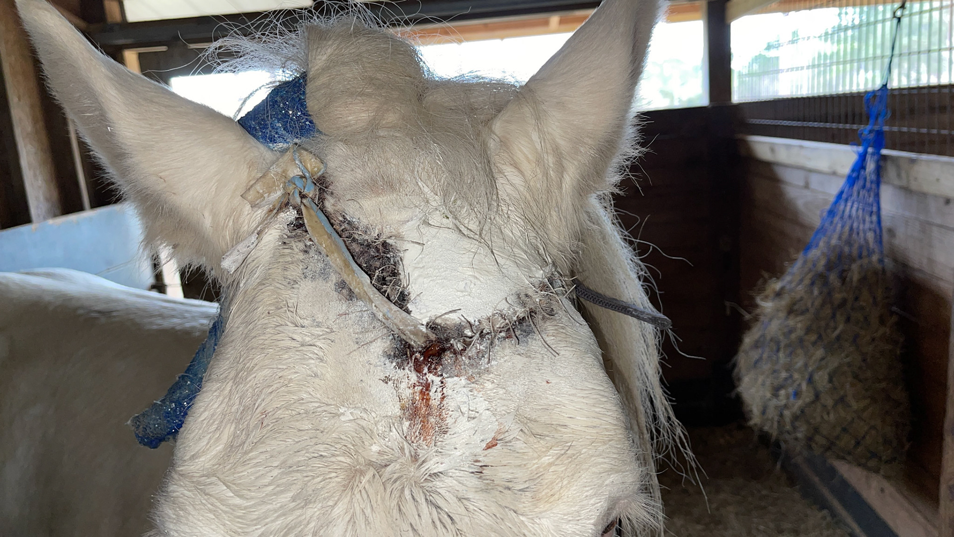 A drain placed in a recent laceration.