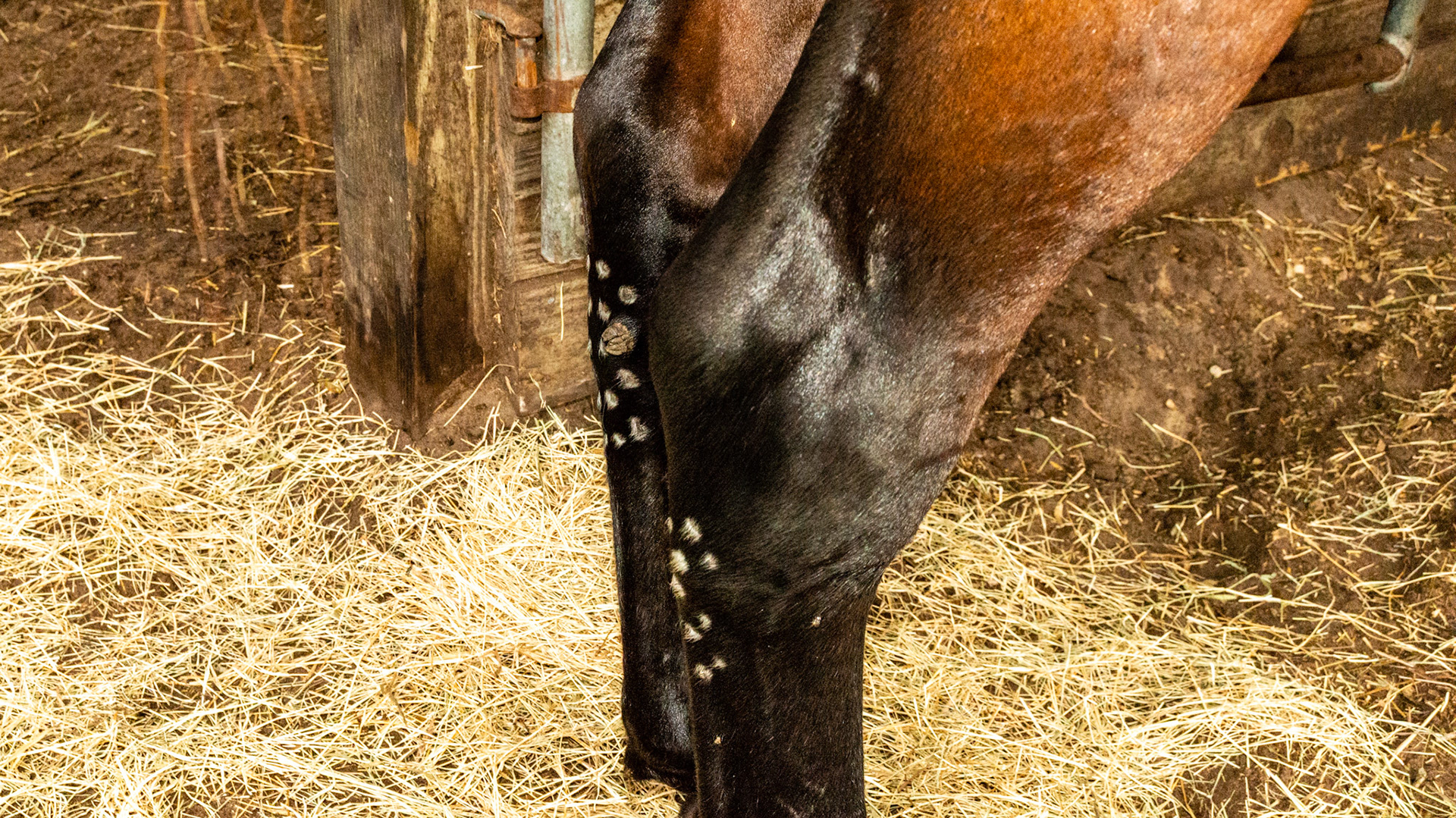 Pin firing marks at the back of the hocks for the treatment of curbs (inflammation of the tarsal ligament).  The skin was burned in multiple focused areas to cause inflammation and stop pain.