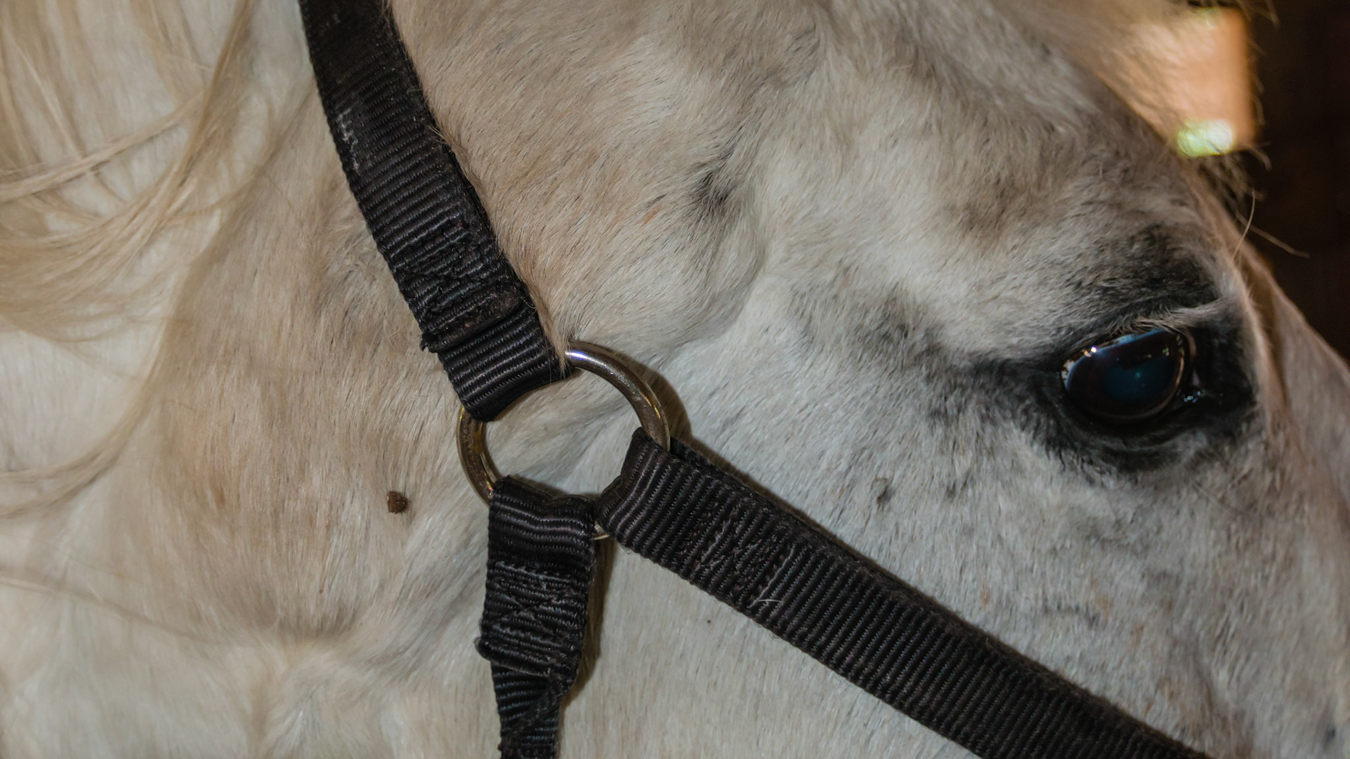 Melanoma in a 25 yr old is large at the base of the right ear.