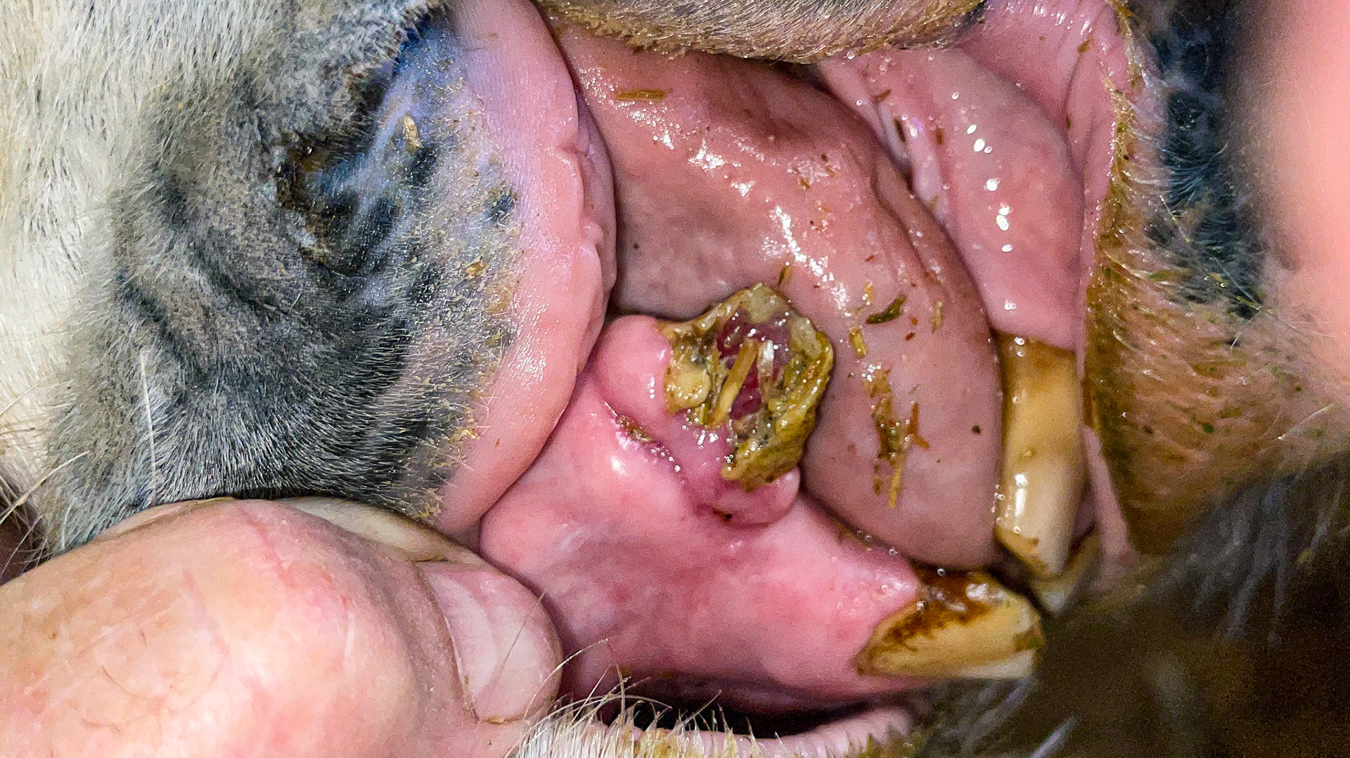 EOTRH has decayed this canine, causing it to fracture.