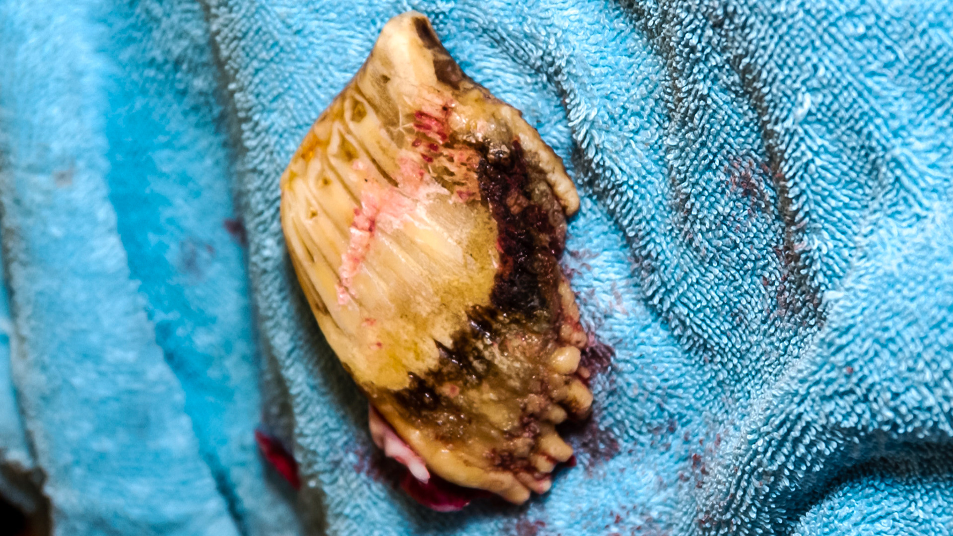 A warthog I have worked on.