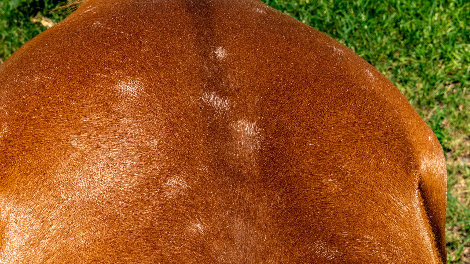 Spontaneous spotted leukotrichia. This horse was a pure chestnut on Saturday and had white spots throughout his hair coat on Sunday. Diagnosed at the University of Florida veterinary college, the cause is unknown. I read many years ago that spontaneous white spots in horses could be from a specific mineral deficiency, but there is no proof. If it was a mineral deficiency then how could this cooer “overnight?”