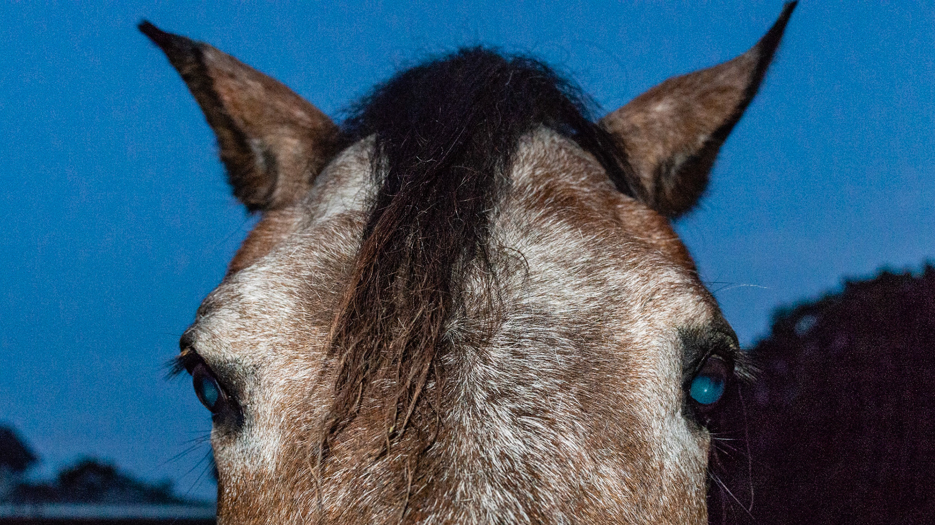 Horse A - No tone in lower right lip and right muzzle causing the drooped lip and the muzzle to be pulled to his left.  The right eye lid and right ear also have no tone causing the partially opened right eye lids and the right ear not able to come forward.  This is due to paralysis of the right facial nerves with several unproven causes including trauma, viral (flu in humans) and nutritional (diabetes in humans).  These usually self resolve but some do not.