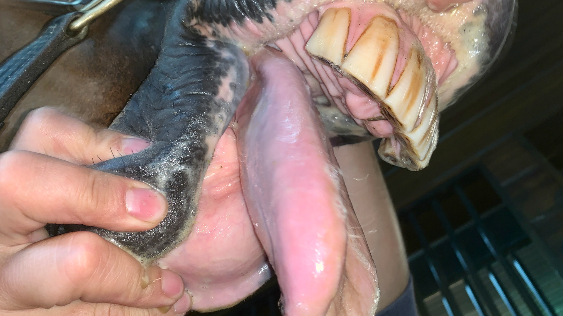 A 14 year old warmblood mare that has had all lower incisors and part of the mandible surgically removed due to a rare and rapidly growing tooth neoplasia. See the video of her harvesting grass with no problems.