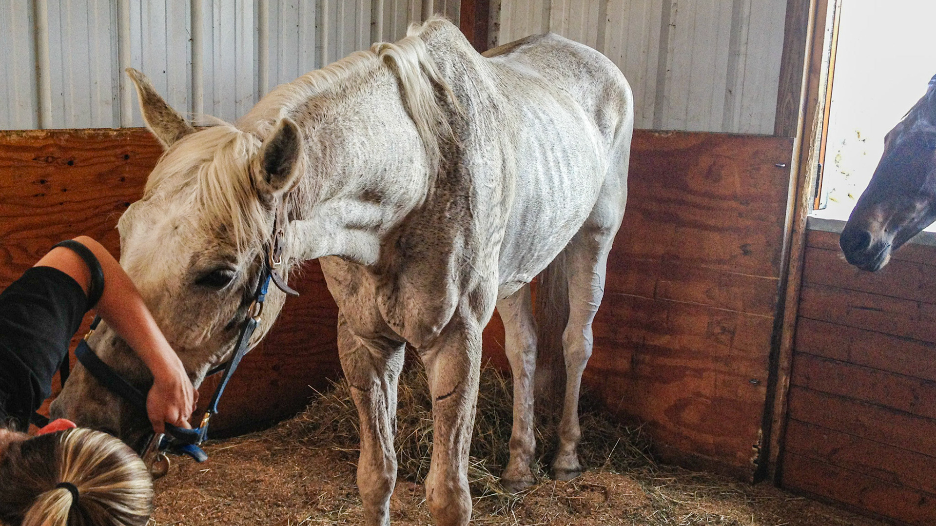 Top Line Score D = loss of musculature along the spine from the withers to the rump (croup).  BCS 3 - Thin - Slight fat covers the body so the skeleton is still discernible but doesn’t pop out.  There is a narrow space between the inner thighs.