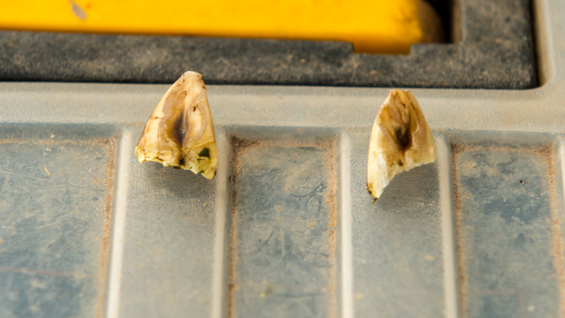 Hooks are overgrowths of teeth from unopposed wear.  These were cut from 311 and 411 in an 11 year old TB and the remaining tooth was filed level with the rest of the arcade.