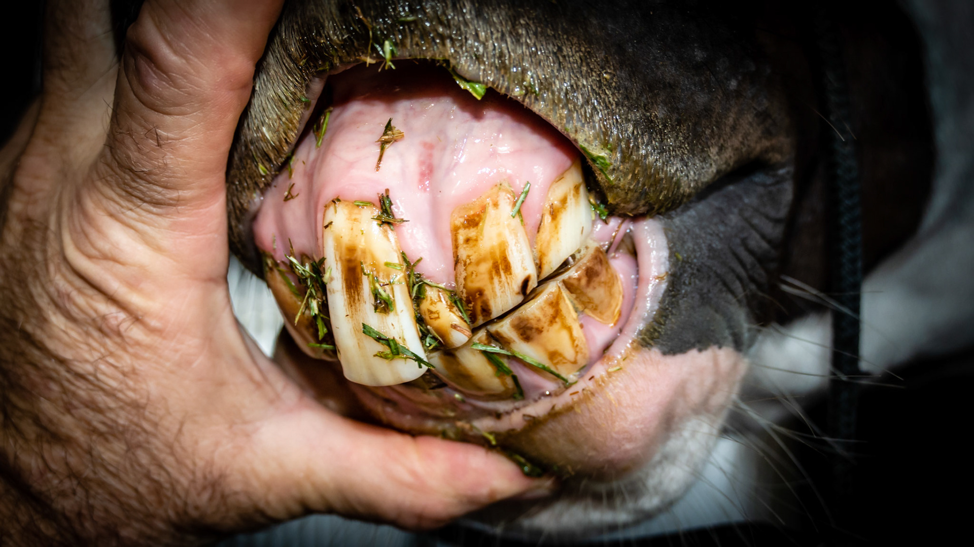 An extra upper incisor