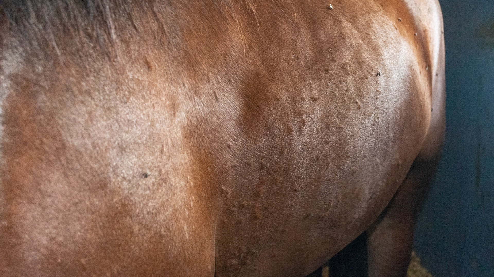 Flies and fly bites cover this horse