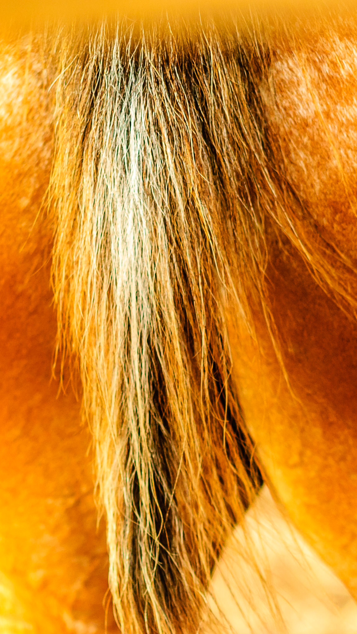 Rat tails on horses are common with Appaloosa and Curley horse breeds.  These tails have few hairs and can be just a stump.