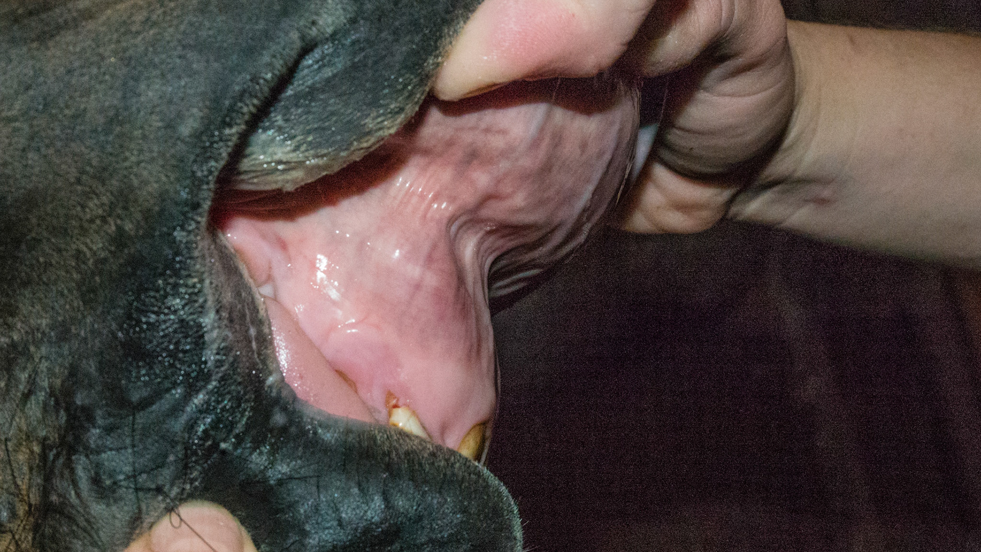 Eruption lump above 103 the size of a thumb.