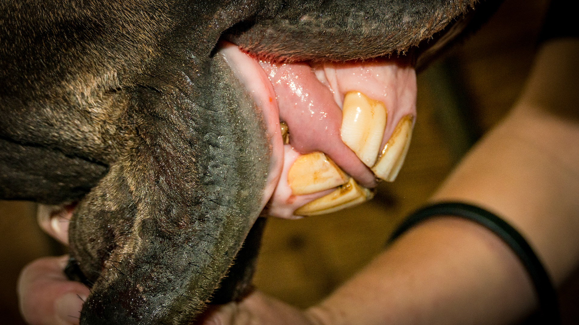 3/13/1992 = 21yr 2mo Lg Pony G - Horse C with relaxed incisors in a natural position