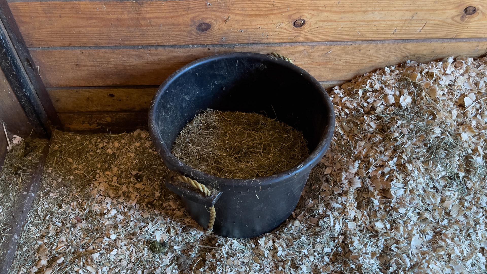 Chopped hay in a bucket.
