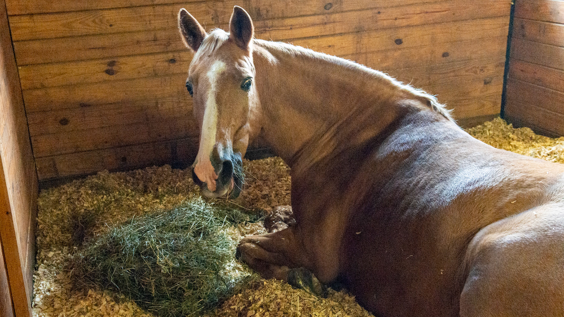 This horse prefers to remain laying down to eat because of undiagnosed severe pain in his RF hoof. He either has a bruised sole or a sole abscess.