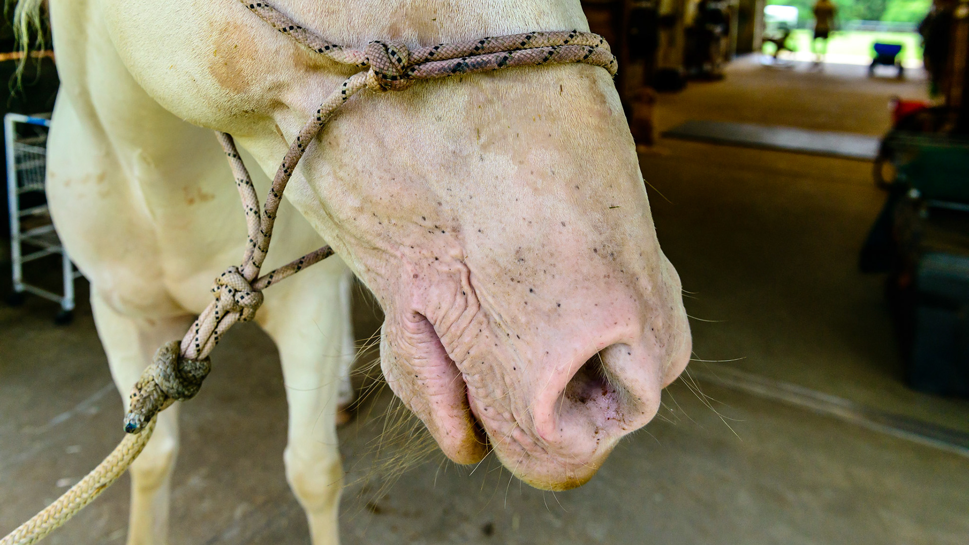The cremello color is a dilution of the chestnut gene.  Notice the lack of dark mane, tail, and distal limbs consistent with a chestnut.