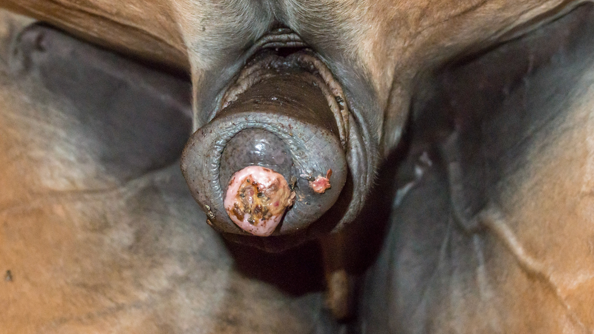 Horse D - 11 yr old WB gelding just came to this owner with this necrosis on the end of the penis. No diagnosis yet. Suggested biopsy but most likely a summer sore with the possibility of squamous cell.