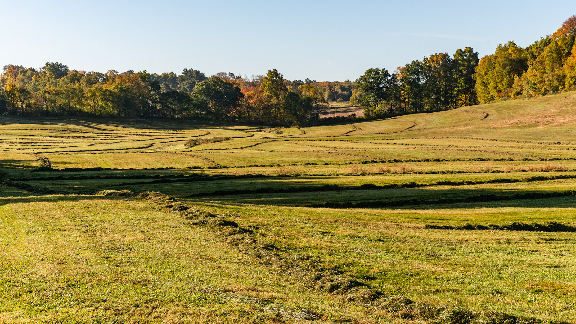 Late cut hay in GA