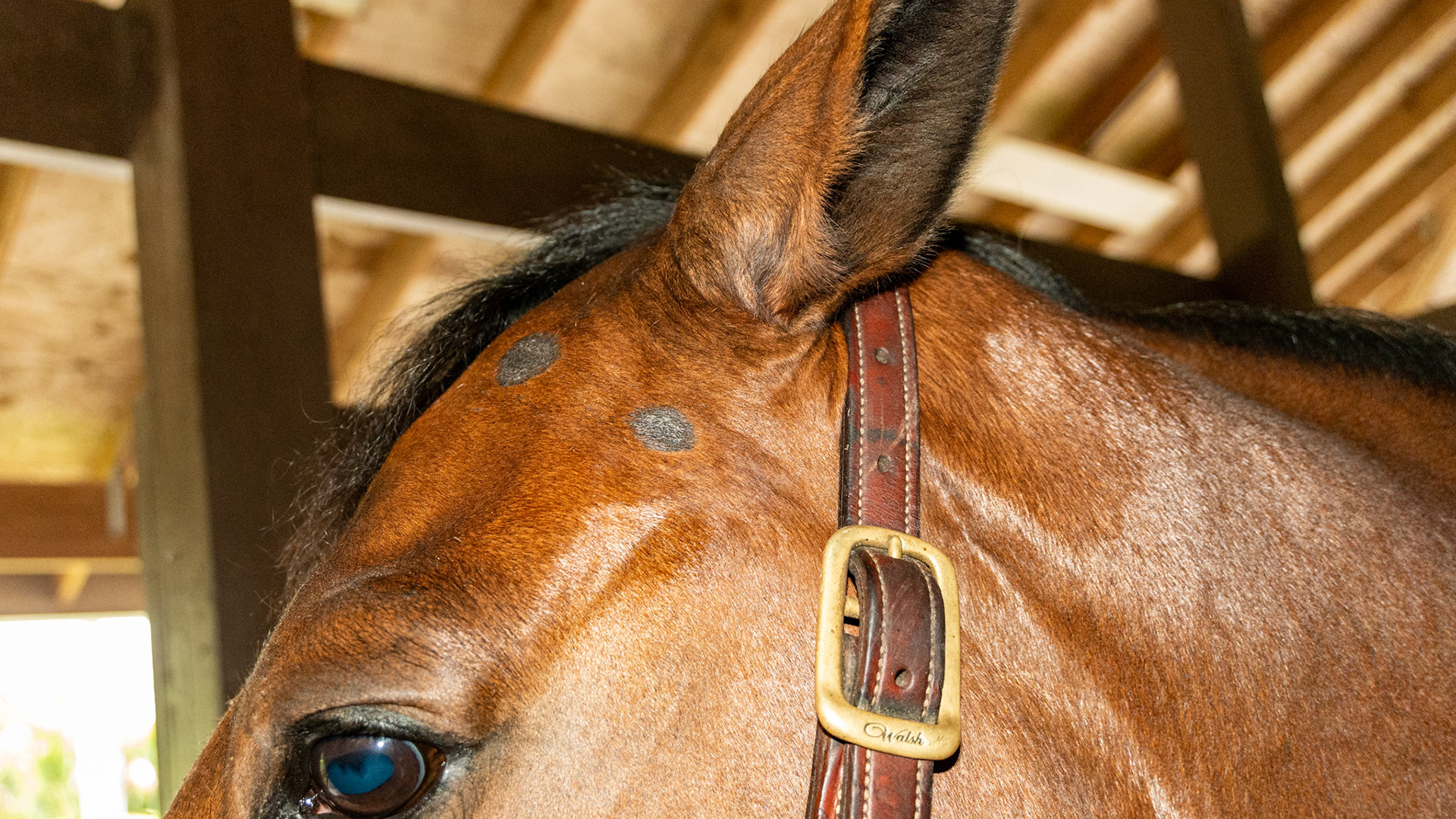 Ringworm that has been treated and certified non-contagious by the attending vet.