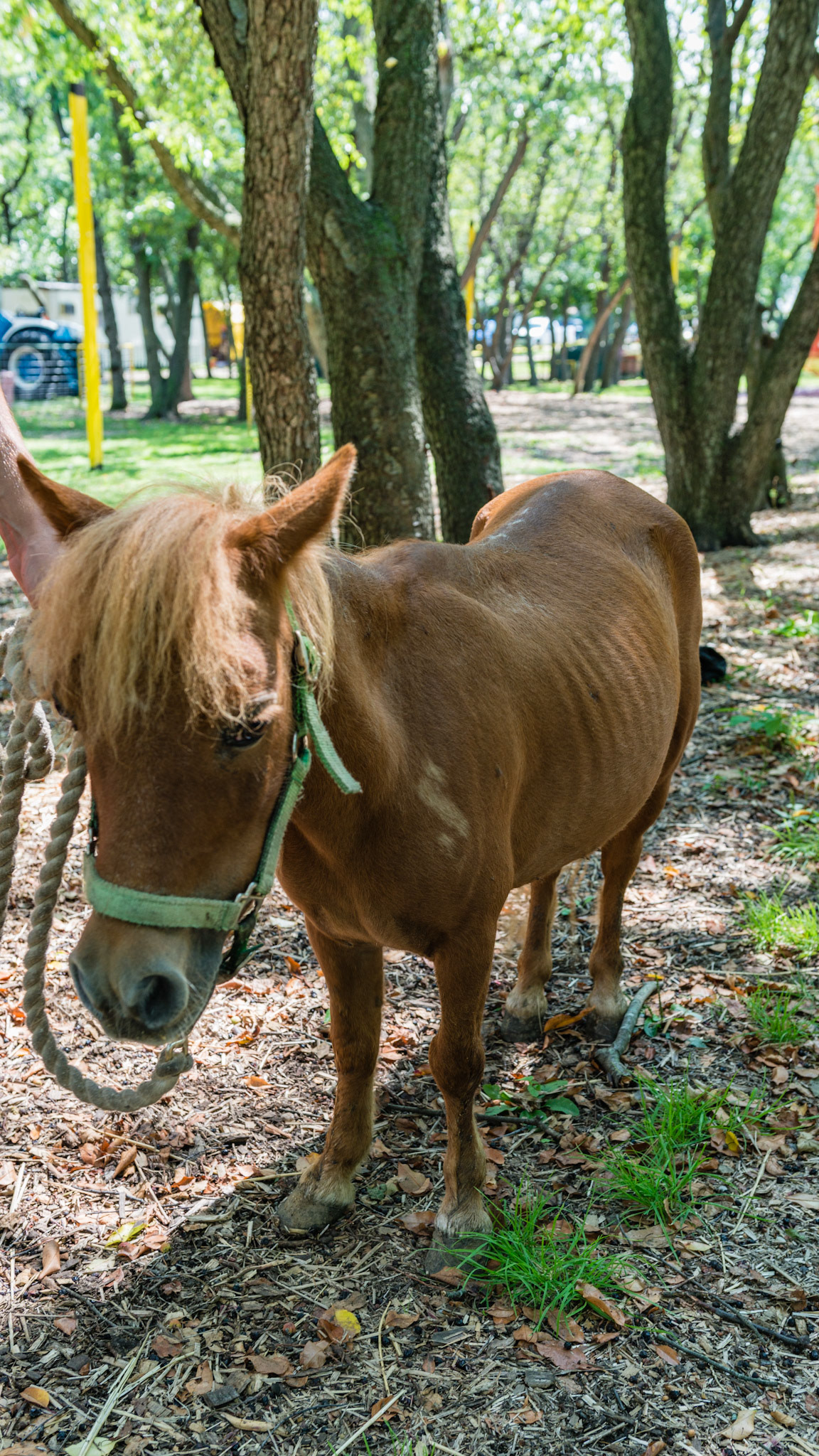 This mini has 107 and 207 deformed with medial deviation of about 45 degrees and axial rotation of about 45 degrees. The teeth sound hollow in this 19 year old but are otherwise healthy. The owner called with weight loss associated with sudden inability to chew food. Everything either dropped or were quids. water soaked senior feed was OK. The only abnormality found was feed packed in the diastema between 207/208. The pony immediately went to eating again once the foreign packed food was removed.  BCS 4 = Moderately Thin - Spine ridge and rib outline are visible. The tail head may be visible.