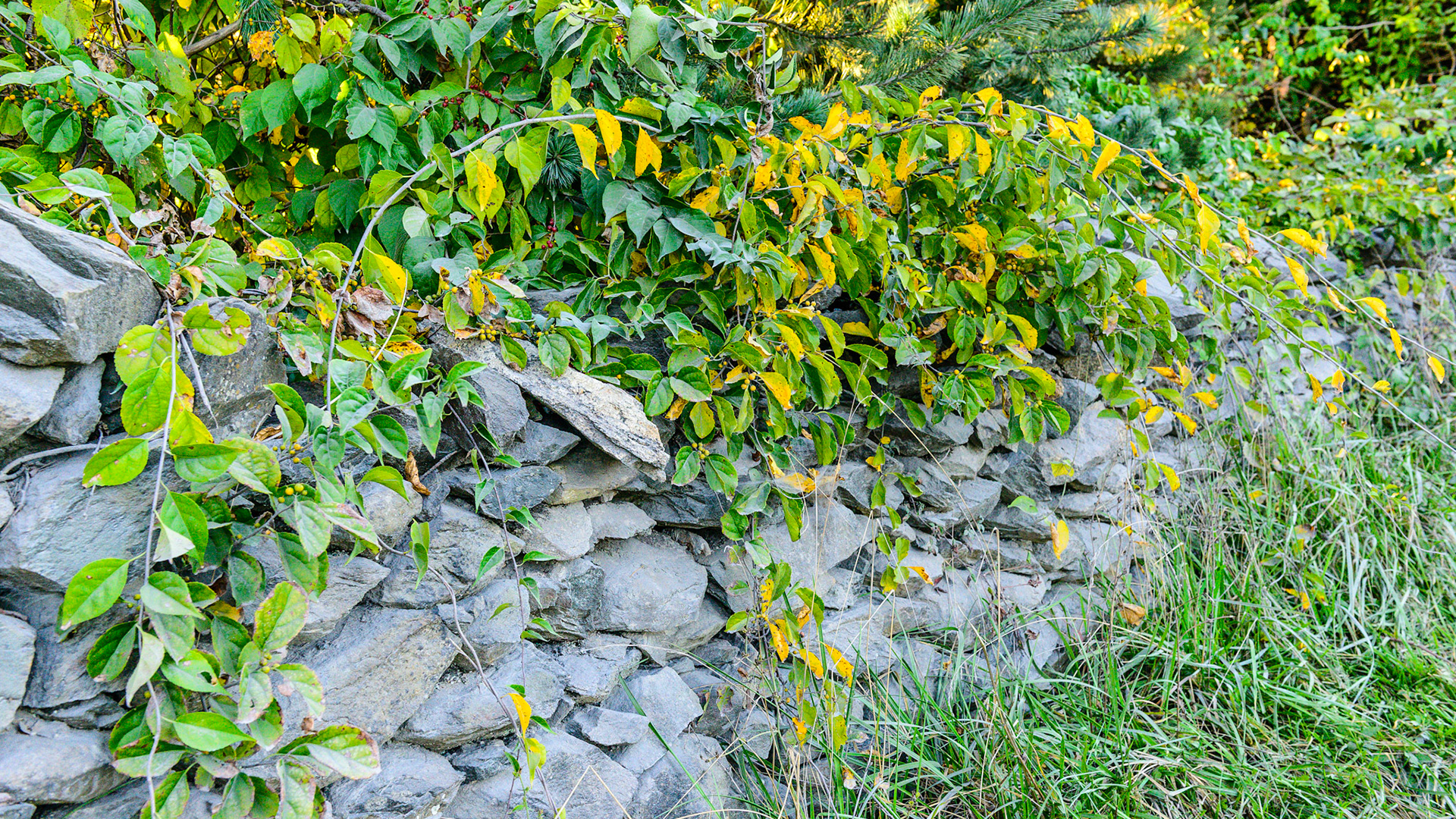 Entropy is a lack of order or a gradual decline into disorder. Plants taking over the stone wall is entropy of the wall.