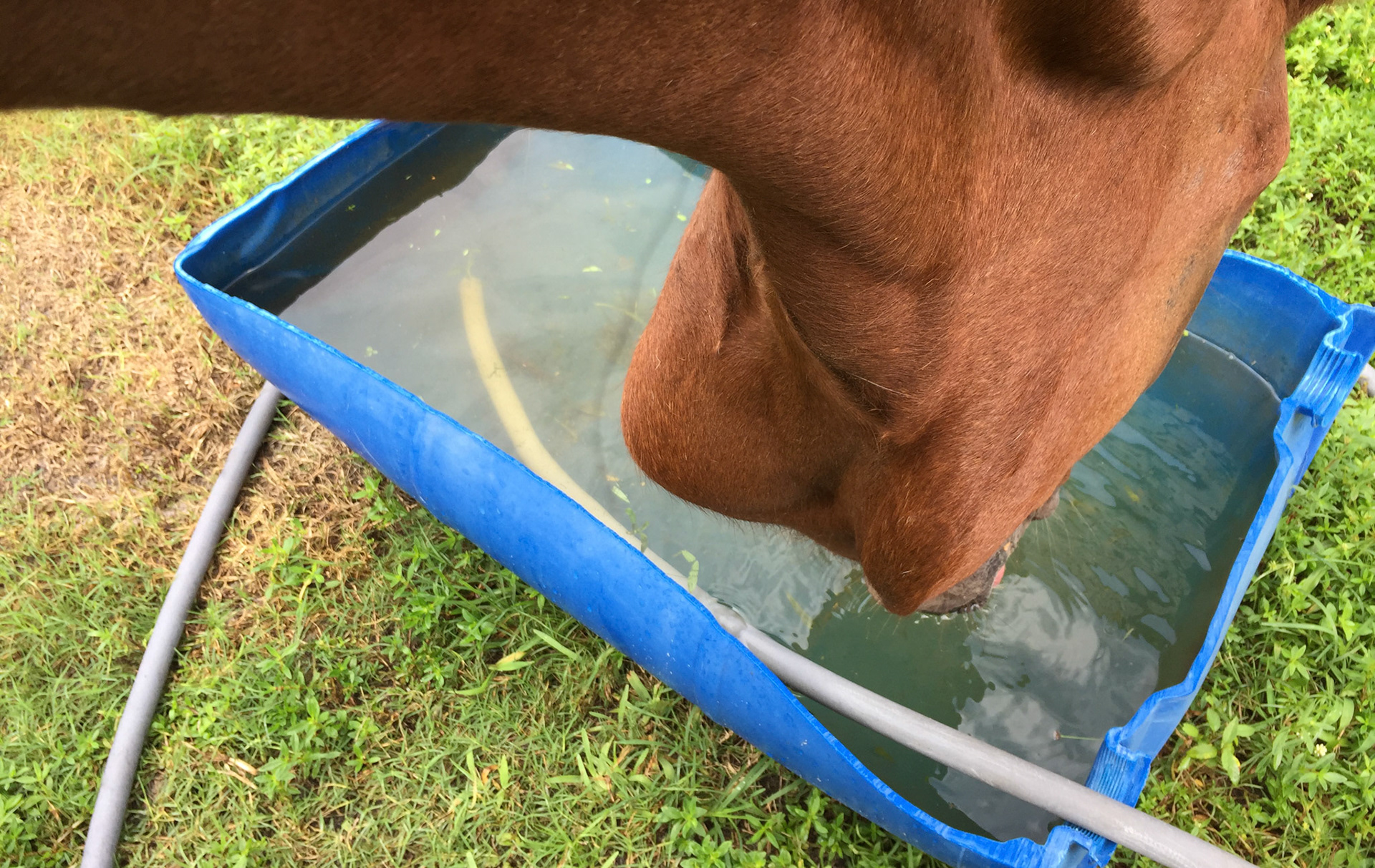 Trauma to the left cheek of this horse who can chew and drink without difficulty.  This is all soft tissue damage and is dependent (downward facing) due to gravity drawing the fluid down.