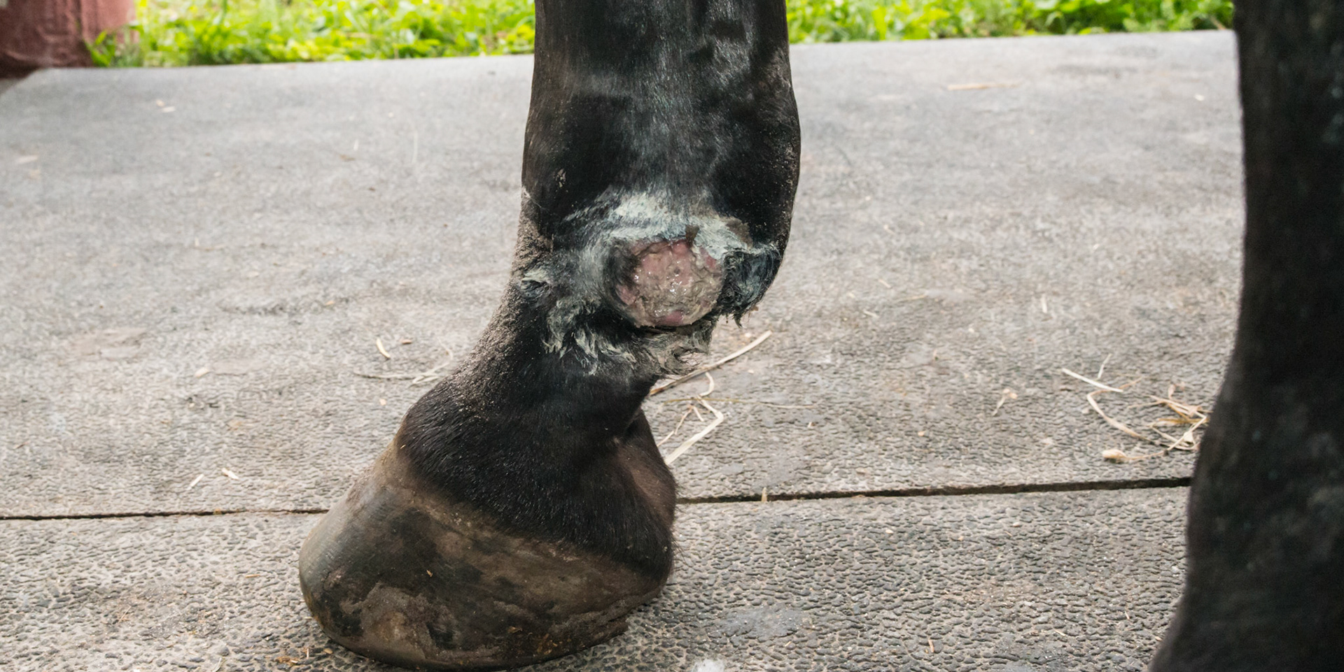 3 months old summer sore after bandage removal.