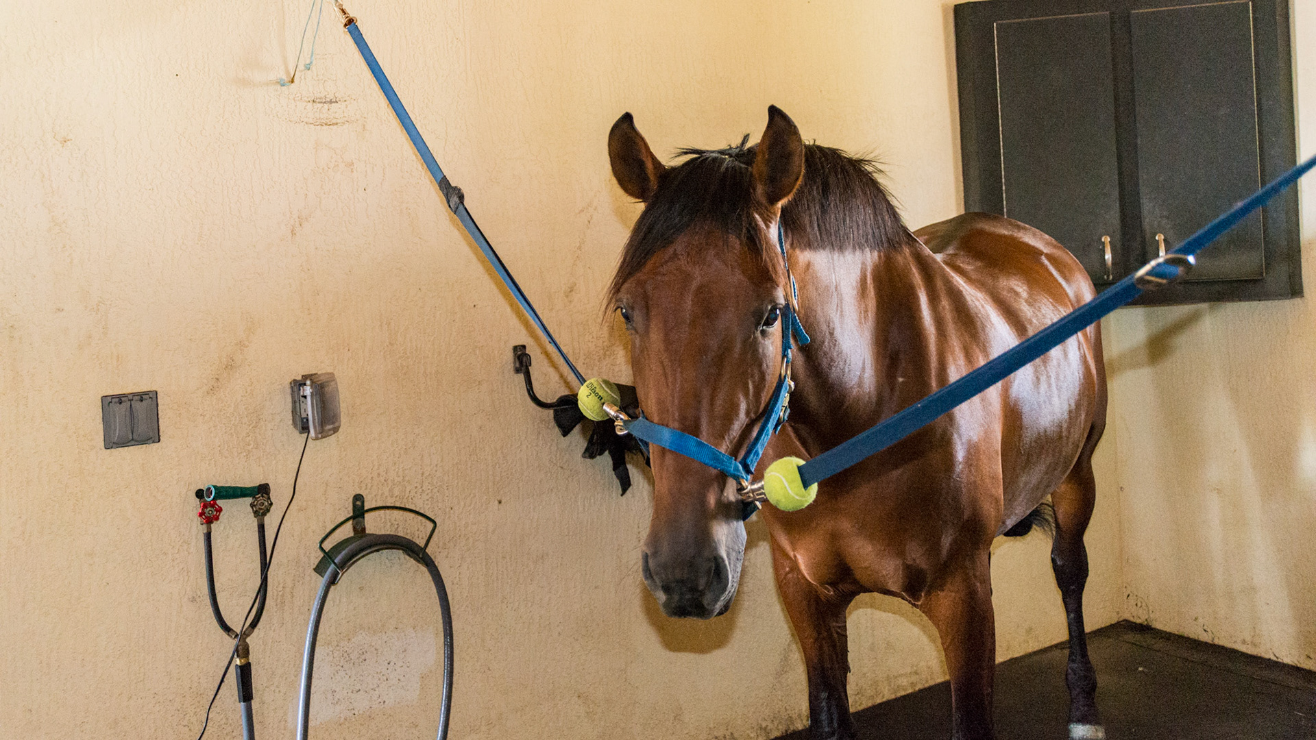 Cross ties - the tennis ball allows for the tie to be dropped against the wall without the noise and damage caused by the metal snap without the ball. ALSO - he snaps are quick release, though many grooms add break away string or yarn here too.