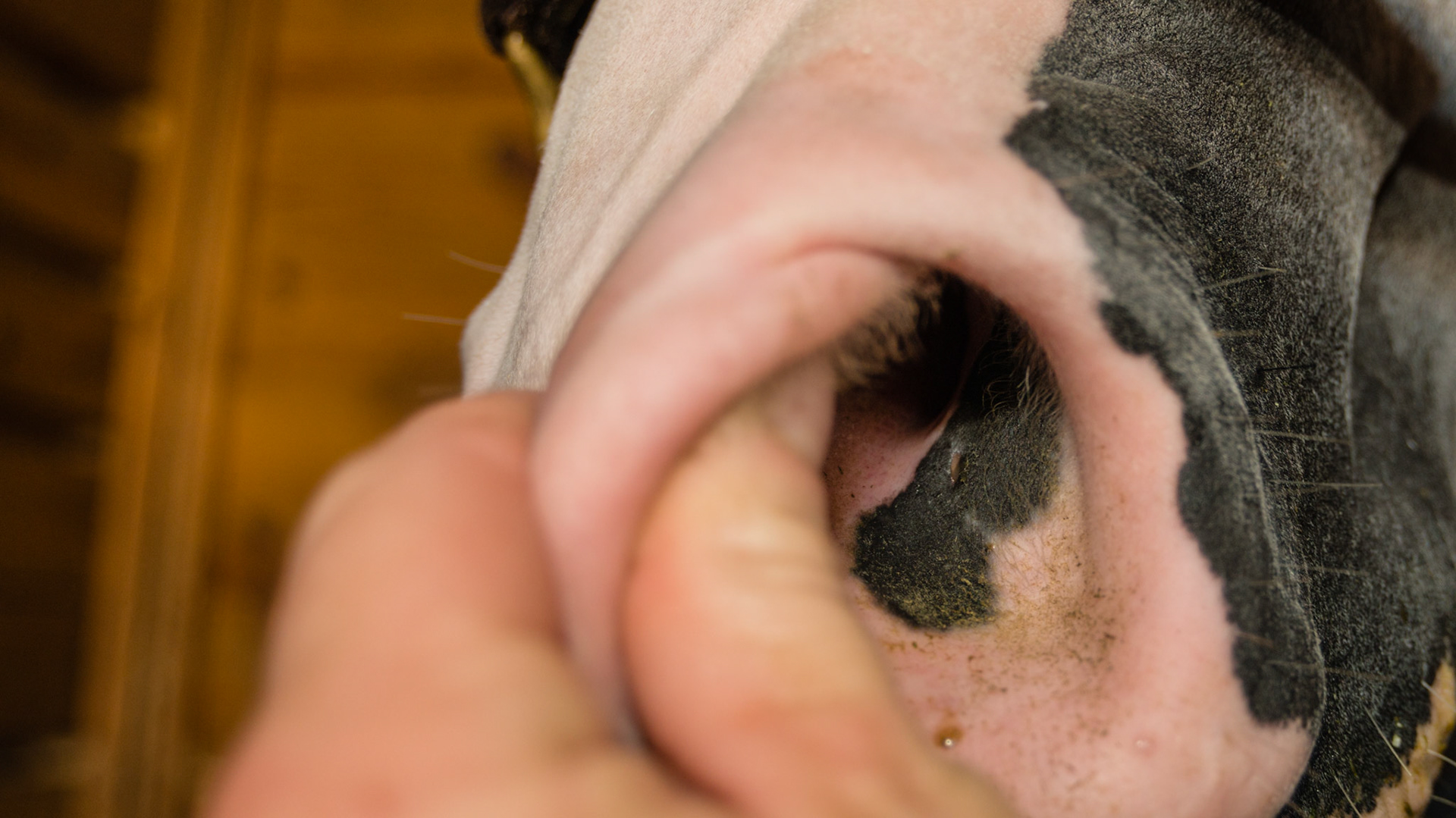 Horse B - The opening of the nasolacrimal duct just inside the nostril is where the tears drain.