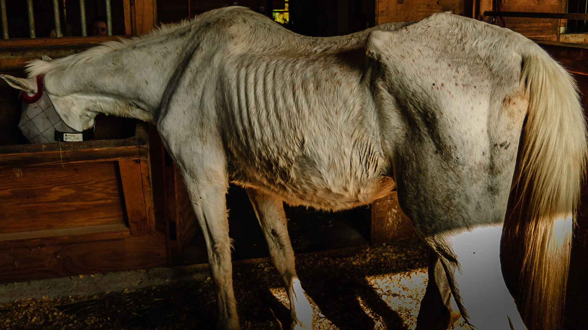 Horse A - BCS 2 - Very Thin ~ Emaciated. The skeleton is clearly visible but there is still a little fat tissue under the skin and the horse has some vitality to the skin. There is a space between the inner thighs.  This is a very old horse that is in the best of care, just fading away with age.