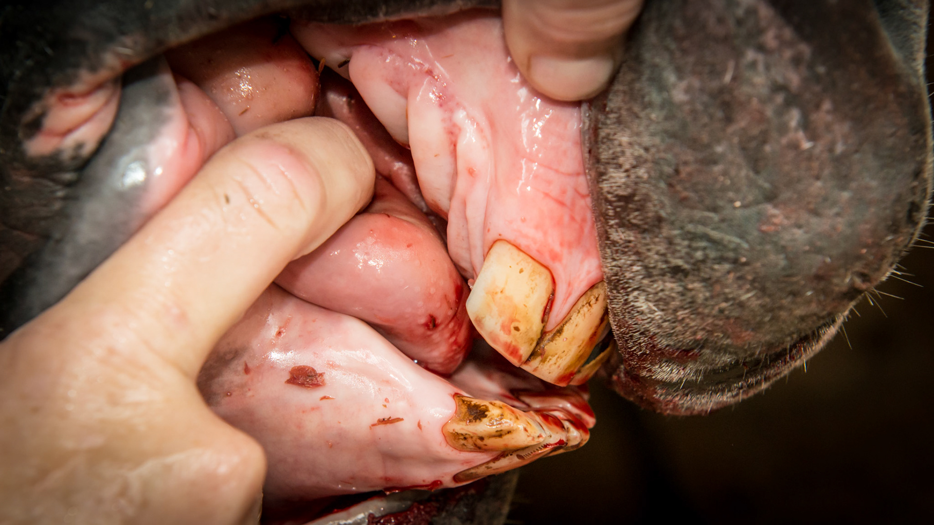 This rescued horse required medication for pain. The 307 &amp; 308 were decayed and completely eliminated except 1 remaining fracture piece which was extracted with moderate blood loss. The tongue rest to his right side naturally. The lower jaw was undershot and had 7 incisors that were abnormal in size.