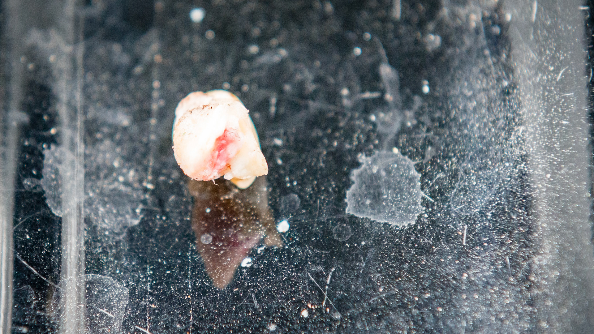 Incisor cap extractions horse 4 - Three views of a deciduous incisor with a root like extension preventing this cap from being shed.  It is #53 and had fully displaced 103 caudally from its normal position.