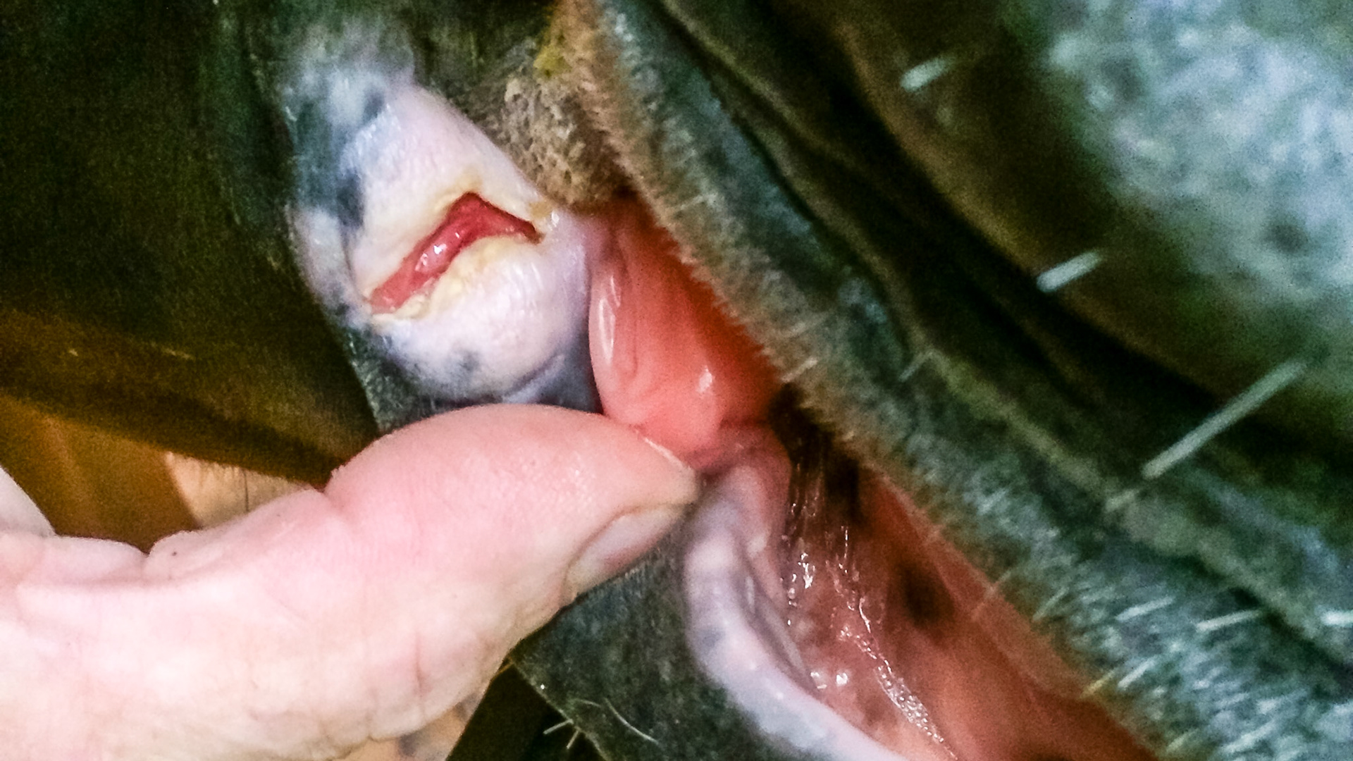 Cut on the corner of the lip.