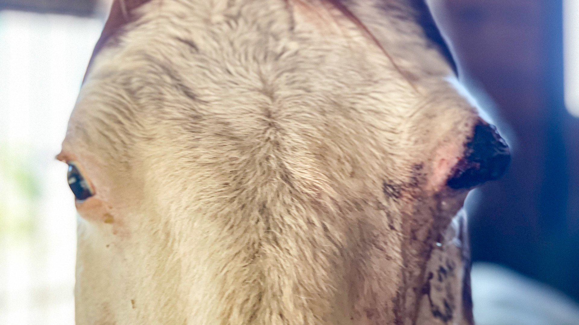 Squamous cell carcinoma (cancer) of the left eyelid and associated eye tissue. This eye was enucleated, and the horse became pain-free.