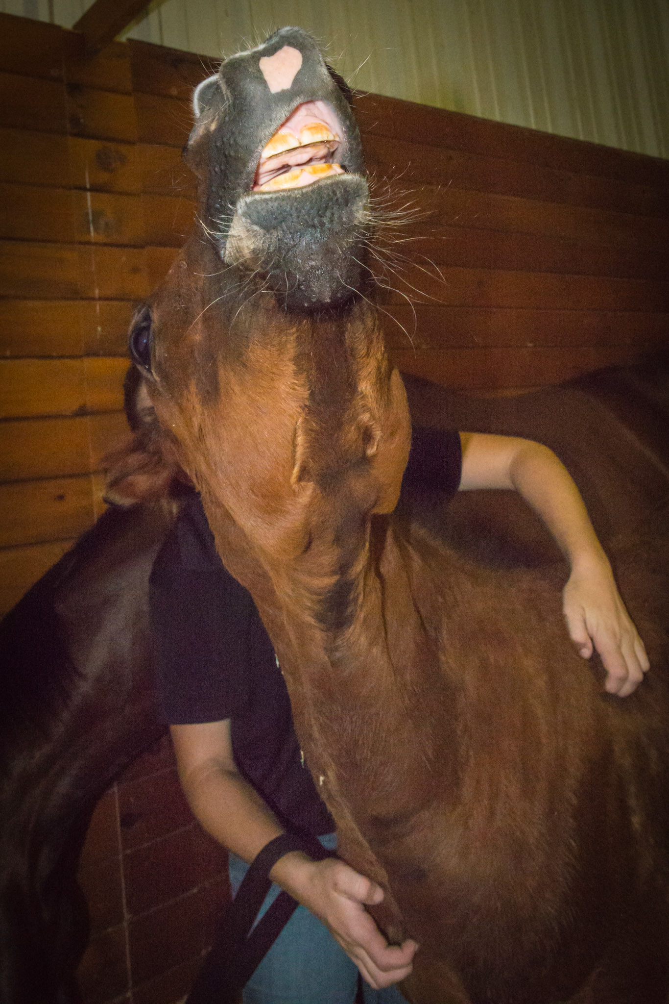 Flehmen lip curl is normal in a foal being scratched.