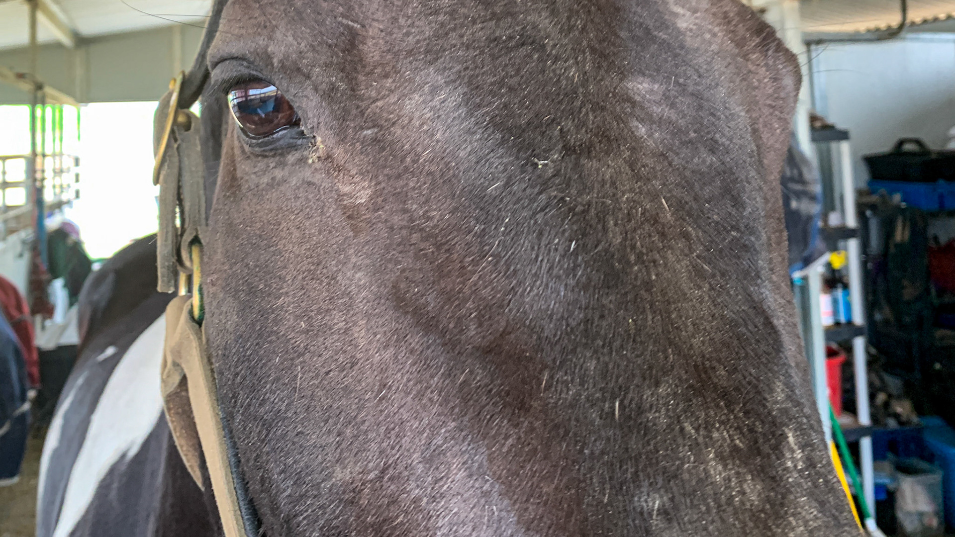 Trauma with swelling and pain to the right facial crest.