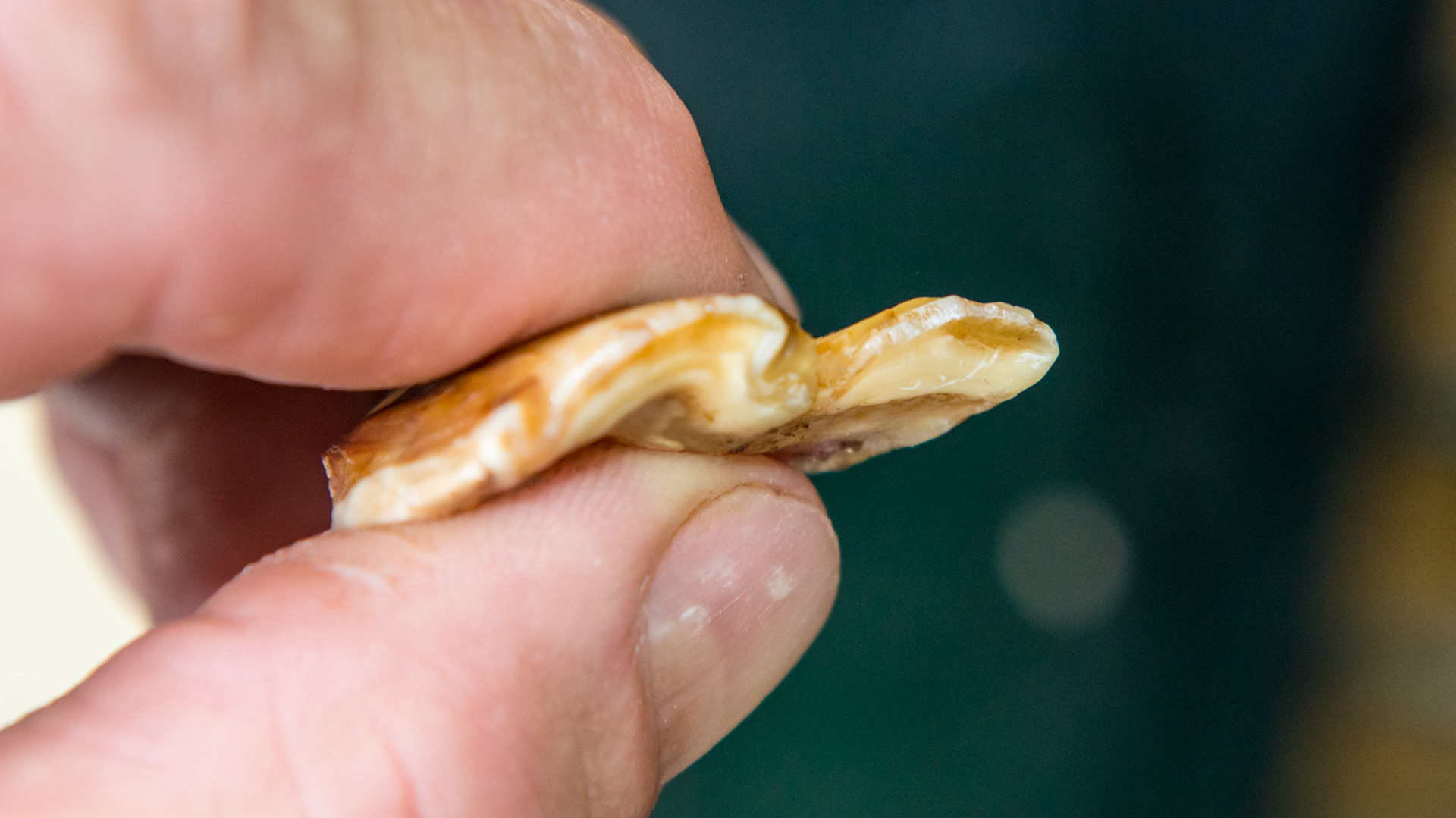 Cheek teeth fracture horse 8 -Extraction of fractured piece from buccal 107 with associated buccal ulcer.The occlusal edge of the fractured piece.