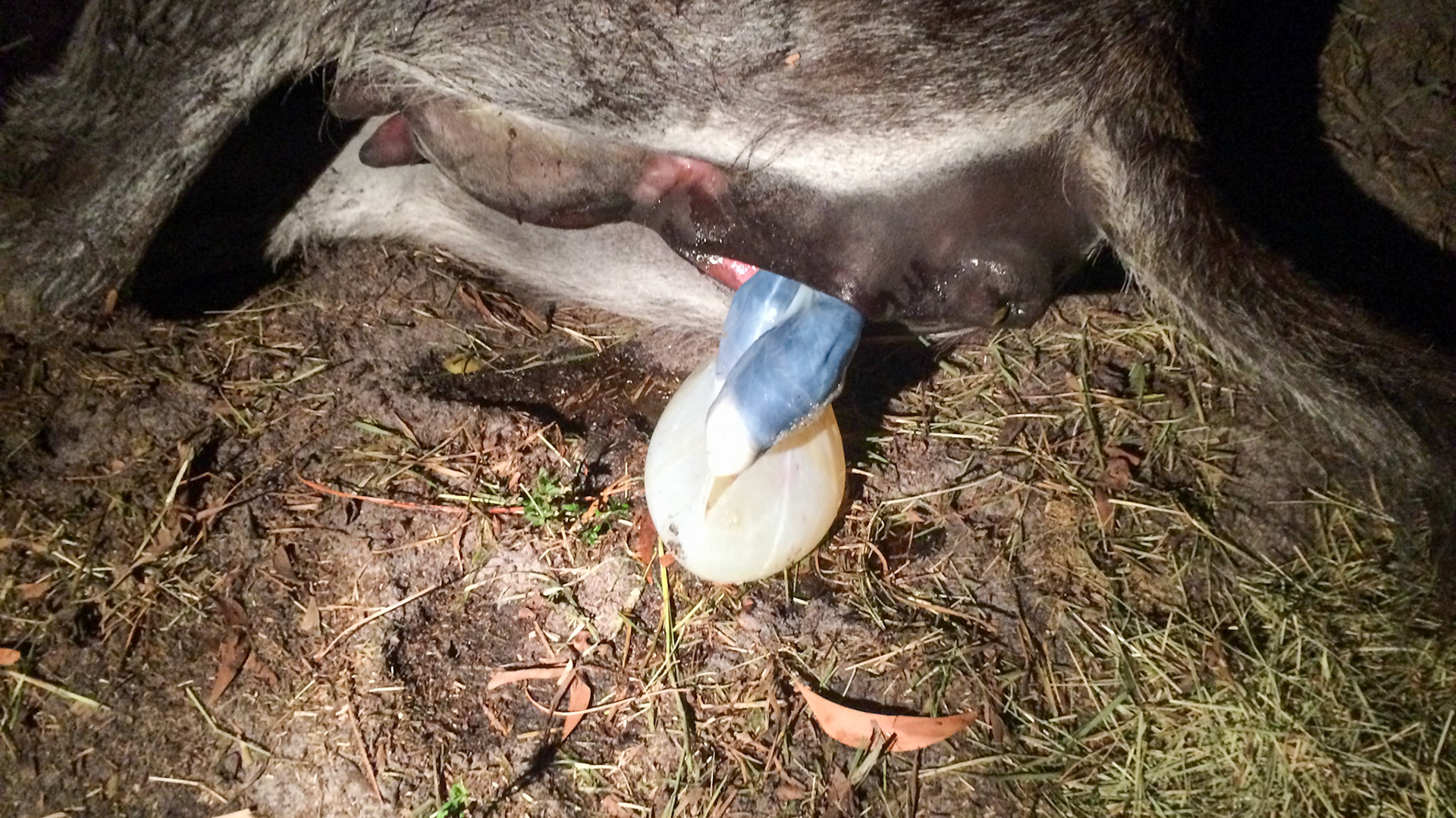 10/29 - Donkey birth - 2 legs are now seen through the thin membrane.  It is OK that the membrane is not broken because the foal is receiving oxygen from the mother's blood through the umbilicus.Note that both hooves are facing down towards her hocks.  If they were facing up then this would indicate a hind limb presentation which may need professional attention if you don’t have the experience. Hind limb deliveries work well (see my blog “Shave cream delivery”).