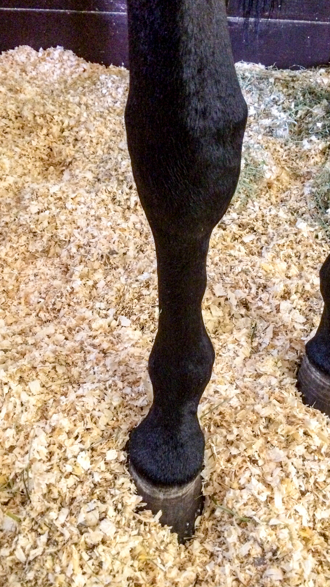 High medial splint on both cannon bones. Note the load of the horse comes down on the inside (medial side) of the cannon, fetlock, coronary band and the hoof causing the asymmetry seen in the hoof and pastern.
