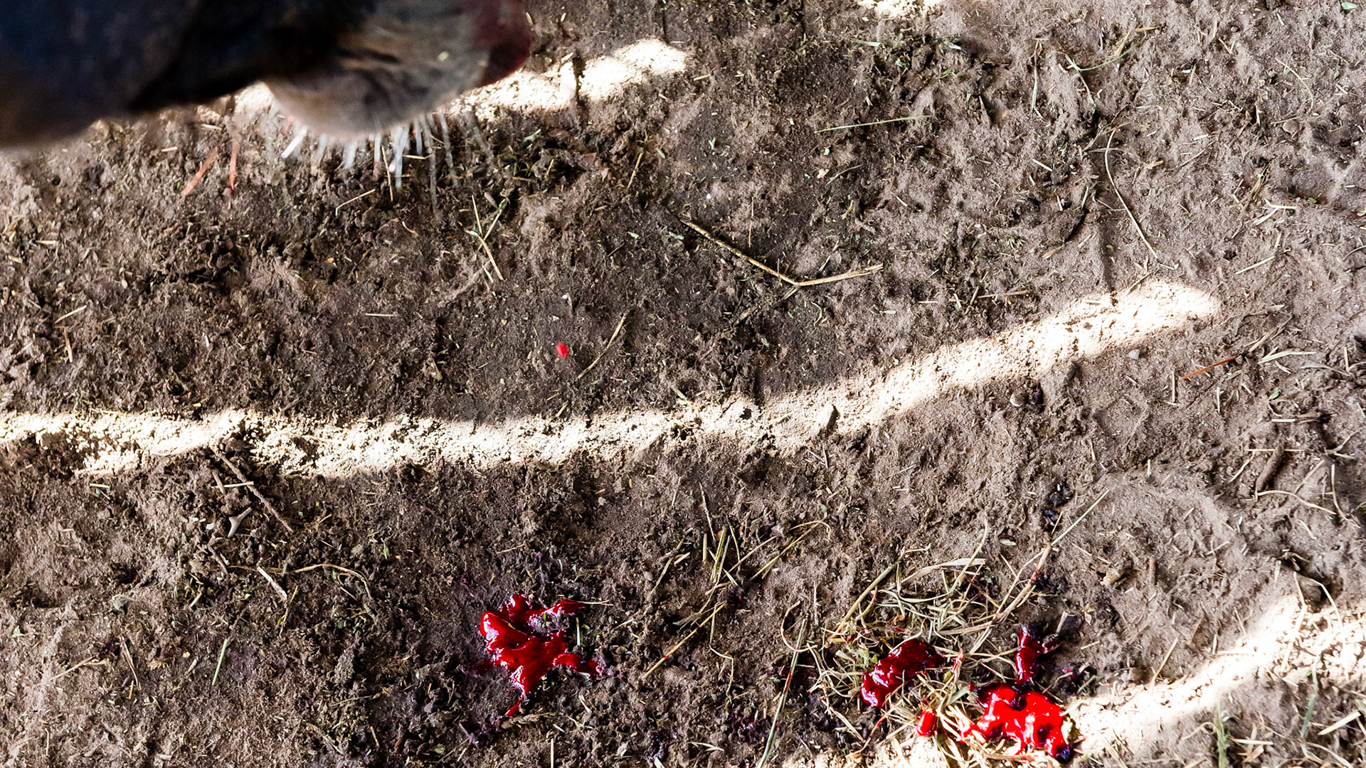 Sedated horse with a palatal sagittal fracture removal causing minor bleeding in the head down position.