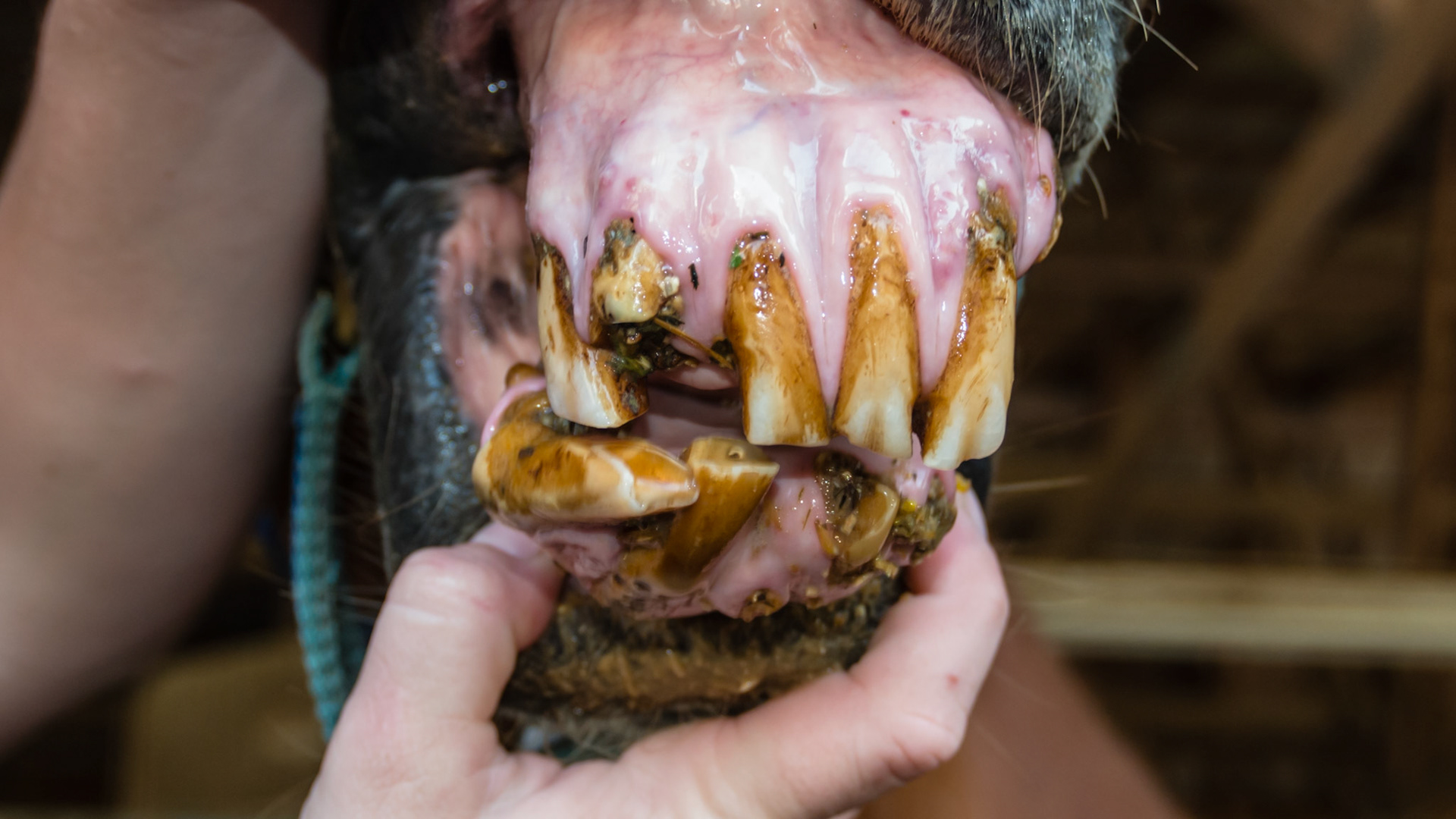 EOTRH horse 6 - 29 yr old, 403 fractured, good body condition and no difficulties chewing, cheek teeth are in good condition.