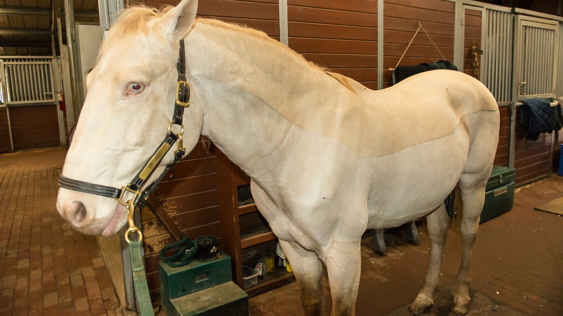 The cremello color is a dilution of the chestnut gene.  Notice the lack of dark mane, tail, and distal limbs consistent with a chestnut.