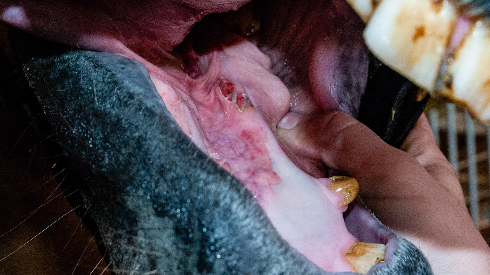 Teeth in S3 condition (floated 2 1/2 months ago). Chiro said he had a TMJ issue and needed teeth rechecked. I found this cut of unknown origin.