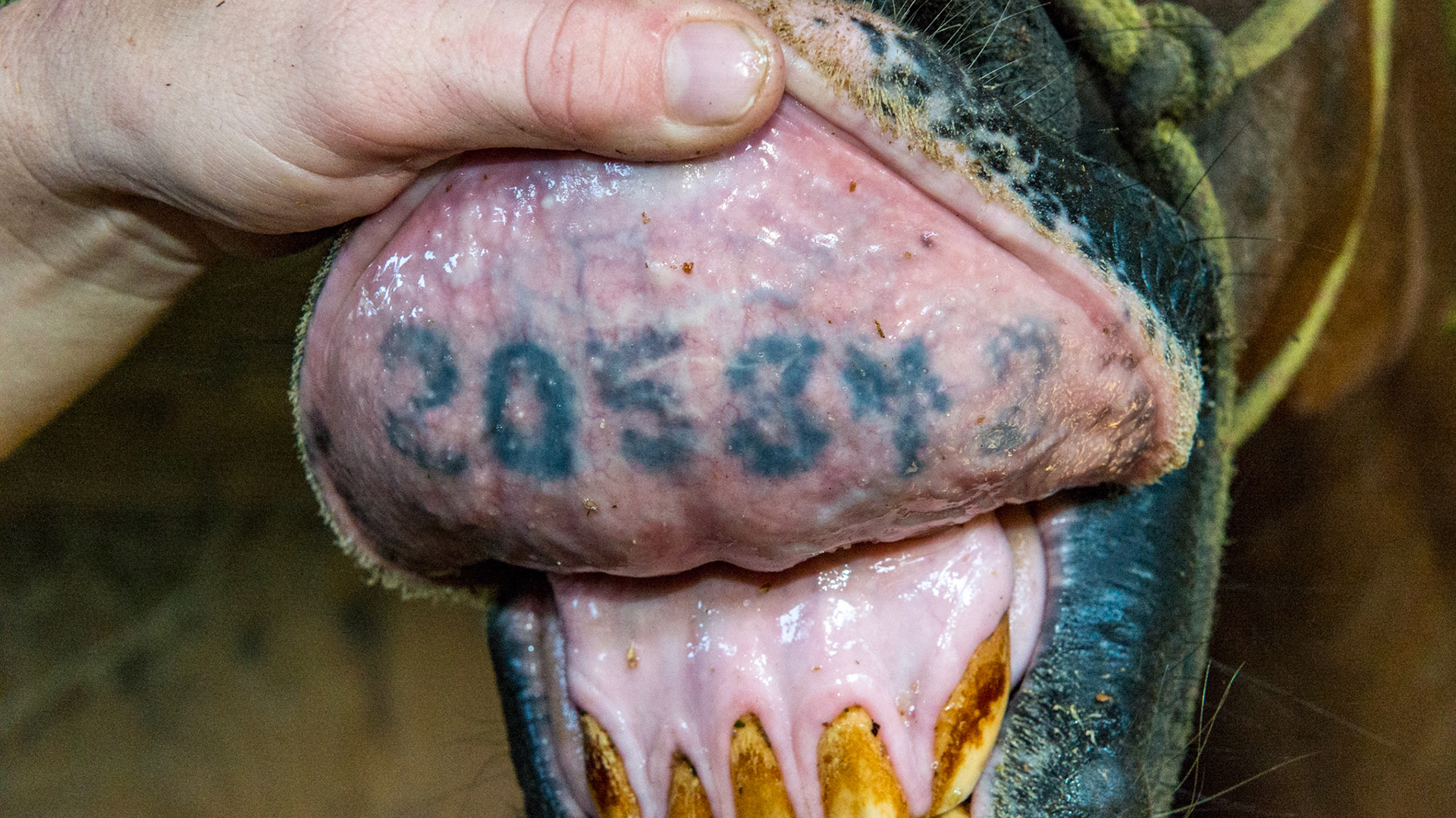 Lip tattoo in an Aribian - 4/5/1980 = 34yr 4mo Arab G