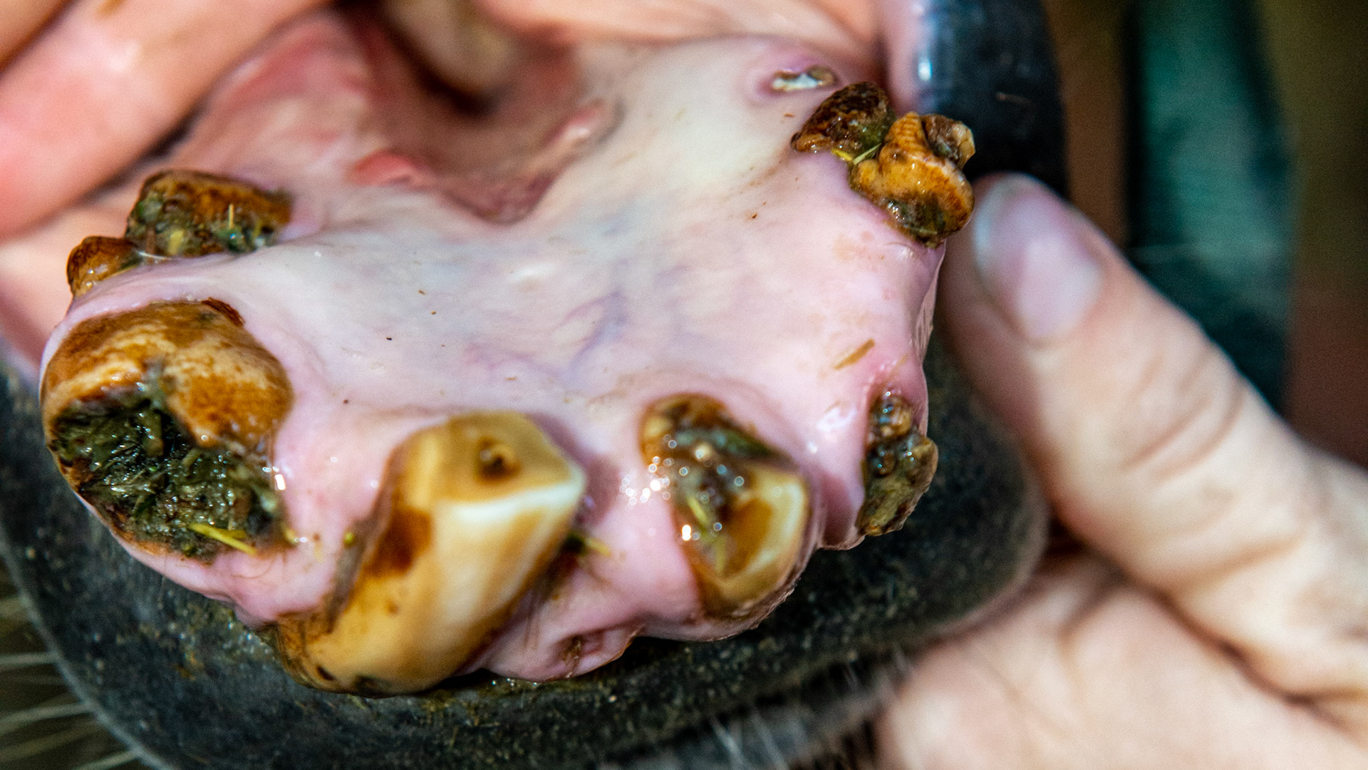 EOTRH horse 6 - Taken 8 months after extraction of decayed and fractured 403-  base of 402 exposed but firm in the mouth. All teeth firm with no bad smell or pain when filed with the small canine file. Cheek teeth not affected and in great shape in this 29 year old.