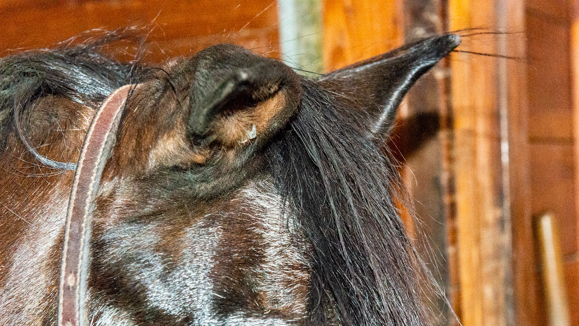 The right ear has cartilage damage from an injury.  This is commonly called Cauliflower ear in humans and dogs.